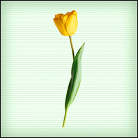Файл:0816 tulip1 1 b.jpg