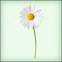 Файл:0816 daisy 1 b.jpg