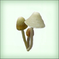 Файл:Mushroom b.jpg