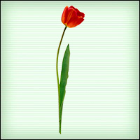 Файл:0816 tulip2 1 b.jpg
