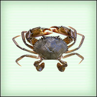 Файл:Crab b.jpg