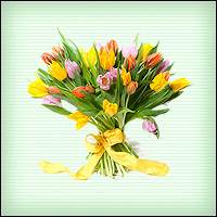 Файл:8m tulips b.jpg